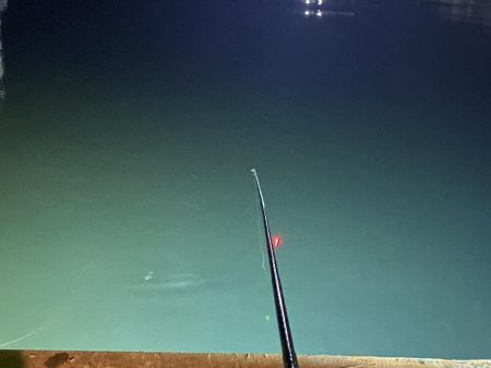 今年初のヒイカ釣り！！