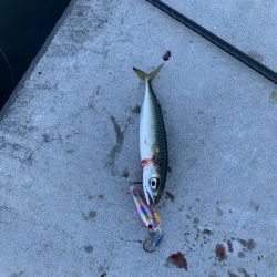 サバゲーが続く