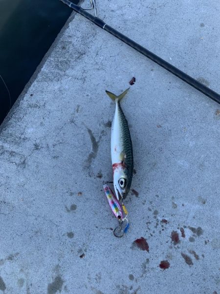 サバゲーが続く