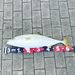 感動の初ブリ族