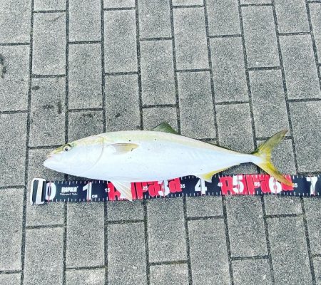 感動の初ブリ族