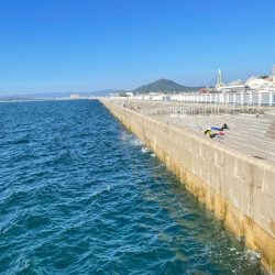 かわいい太刀魚