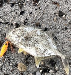 マイクロベイト