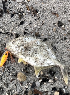 マイクロベイト