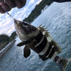 ガッシーがいない！