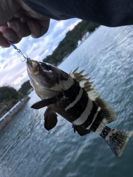 ガッシーがいない！