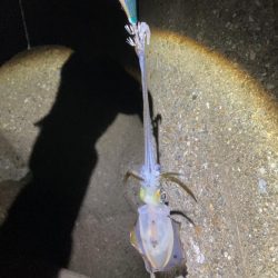 ポツポツとアオリイカとケンサキイカ4杯(^。^)