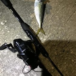 夜アジング調査