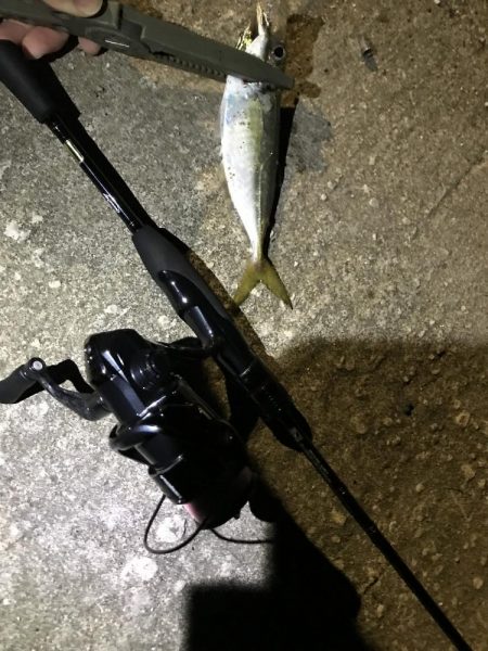 夜アジング調査