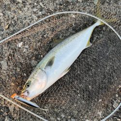 トップウォーター