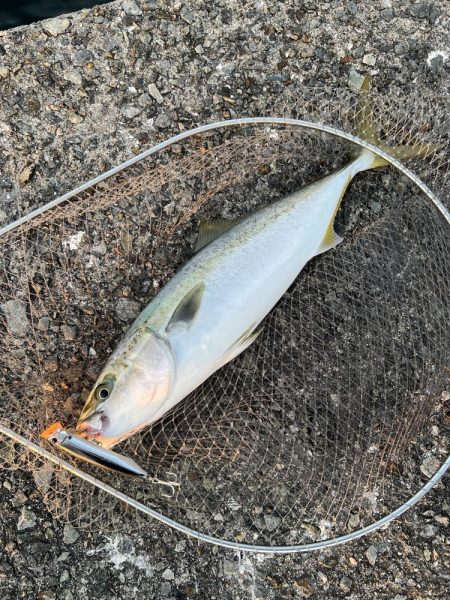 トップウォーター