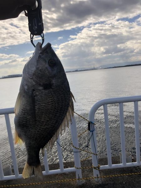 青物との縁は遠い…