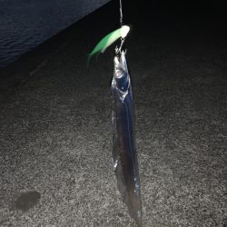 まさかのコイツが釣れた