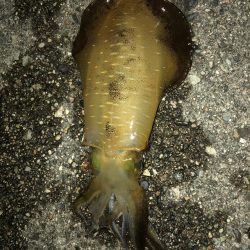 厳しい日でした。