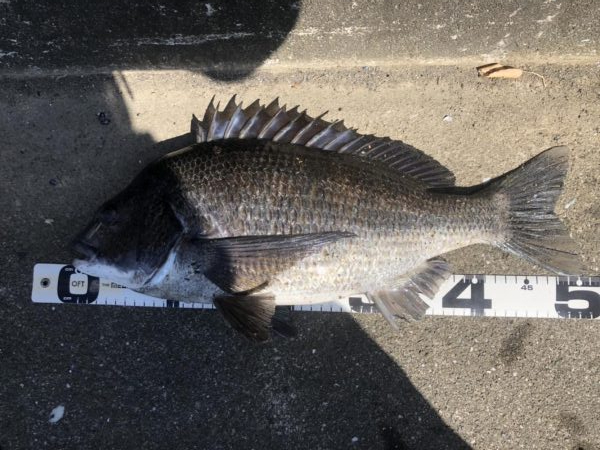 イチノ兄弟、釣果！