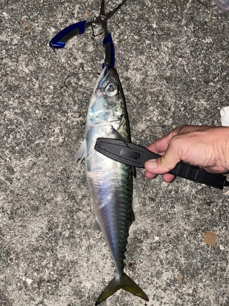 サバ祭り！タチウオもいるよ