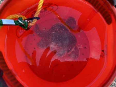 サビキ&ちょい投げ釣り