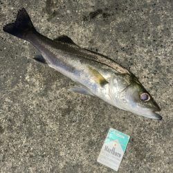 シーバス チヌ マゴチ