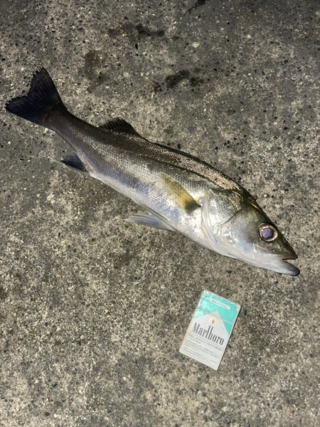 シーバス　チヌ　マゴチ