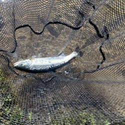 黒保根渓流フィシング22周年イベント