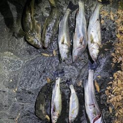 ボートでシーバス&マゴチ