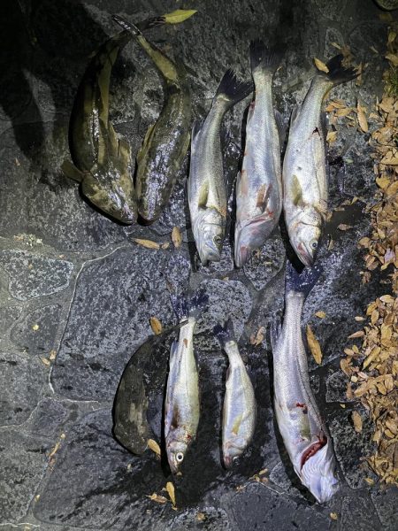 ボートでシーバス&マゴチ