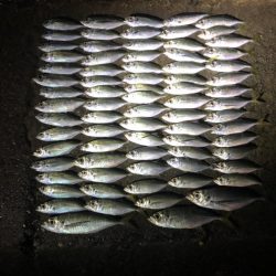 アジングで中アジ！