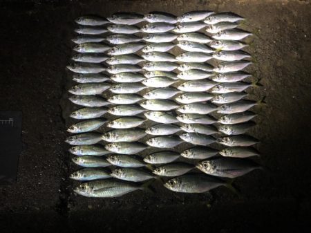 アジングで中アジ！