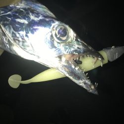 夕マズメの太刀魚釣り