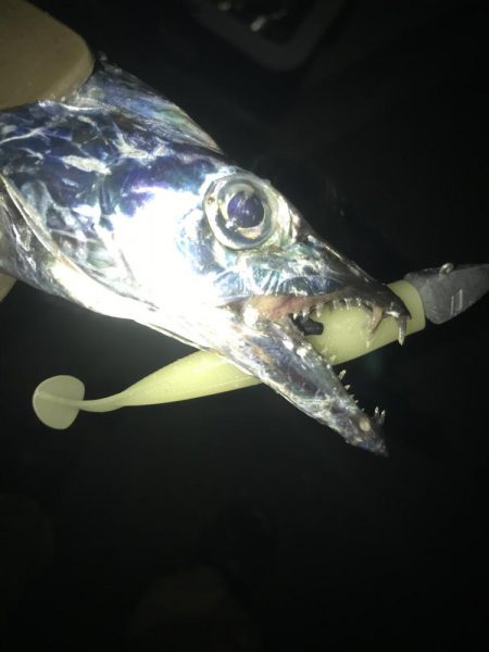 夕マズメの太刀魚釣り