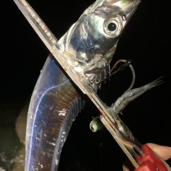 太刀魚夜釣り