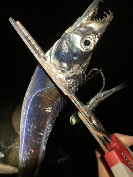 太刀魚夜釣り