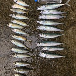 アジ釣り⑨