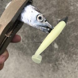 朝マズメの太刀魚釣り