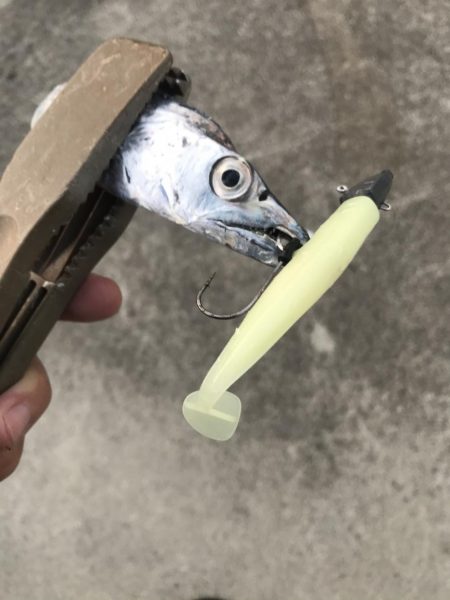 朝マズメの太刀魚釣り