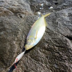 ショアジギ ヒラ祭り