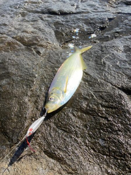 ショアジギ ヒラ祭り