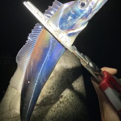 太刀魚・青物