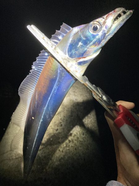太刀魚・青物