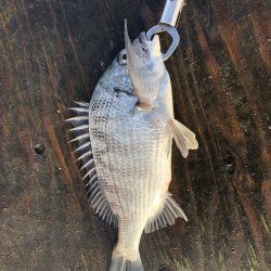 今年初の筏釣り