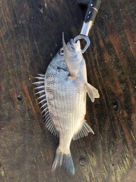 今年初の筏釣り