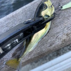 30分だけの鯖無限城。ボラすらな魚っ気無さ。。