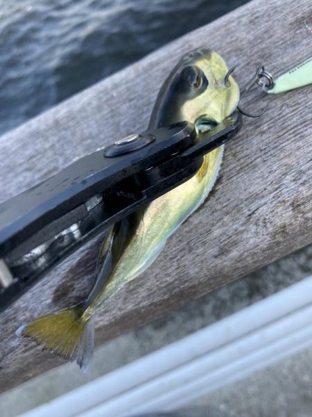 30分だけの鯖無限城。ボラすらな魚っ気無さ。。