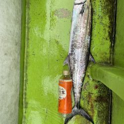 渋くなってきた、、、