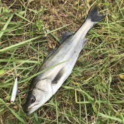 ルアーを上流に投げるだけ！？