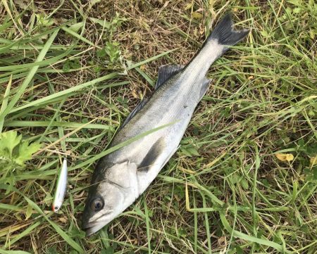 ルアーを上流に投げるだけ！？