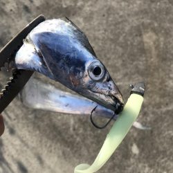 朝マズメの太刀魚釣りで二桁達成