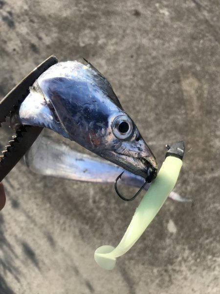 朝マズメの太刀魚釣りで二桁達成
