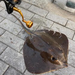 超鯖無限城。そしてアカエイ。。