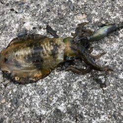 アオリイカ　高活性